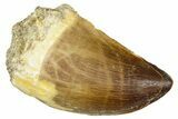 Fossil Mosasaur (Thalassotitan) Tooth - Morocco #374611-1